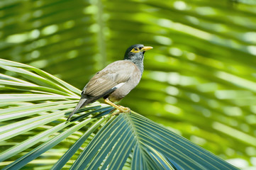 Acridotheres tristis (Mynah)
