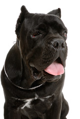 Cane Corso dog on white background