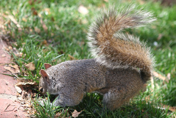 grey squirrel
