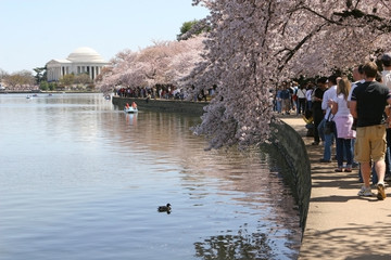 Cherry Bloom Festival