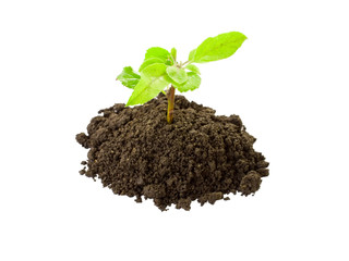Growing plant in soil