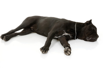 Cane Corso dog on white background