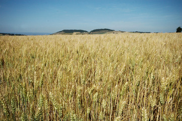 champs industrie céréalière