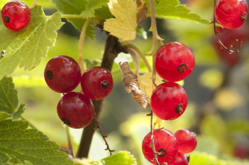 Redcurrant