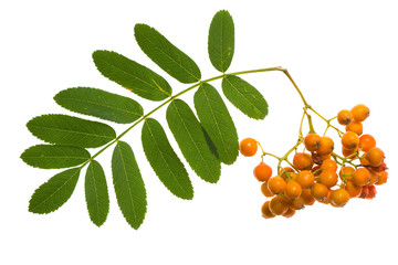 Branch  rowan
