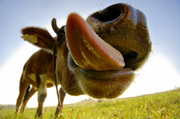 Lustige Kuh mit langer Zunge