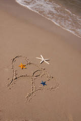 Beach compositions. Shells on sand