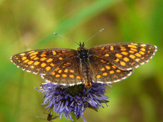 Melitaea athalia - Wachtelweizen-Scheckenfalter I