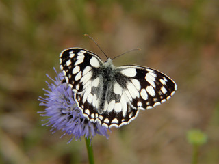 Melanargia galathea - Schachbrettfalter I