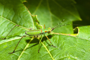 Bush Cricket (Tettigoniidae)