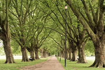 Long alley wth a row of trees and dense branches
