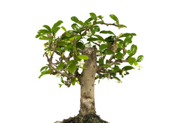 Bonsai tree isolated