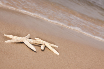 Beach compositions. Shells brought by the water