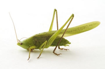 Grasshopper