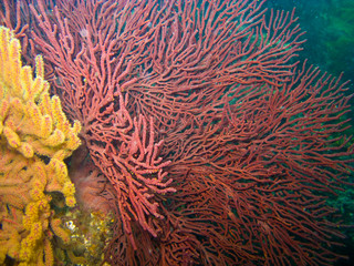 Naklejka na ściany i meble Gorgonian Sea Fan and Soft Coral in Catalina