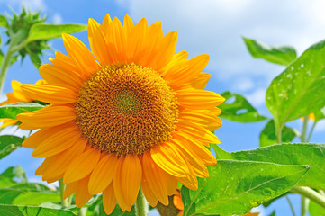 sunflower