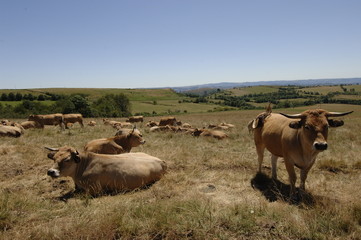 vache aubrac