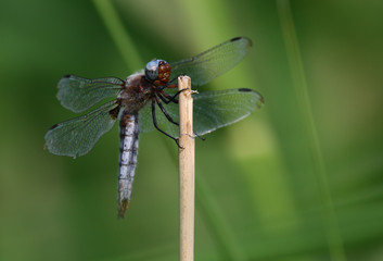 Broad bodied chaser Libellula depressa isolated on green