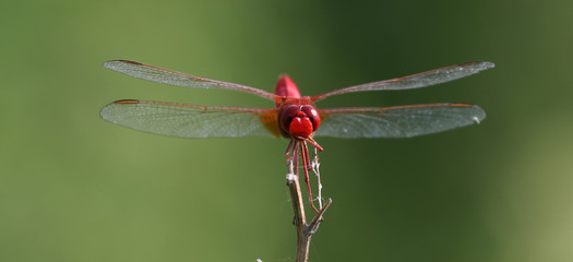 Flame Skimmer Libellula saturata dragonfly