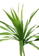 yucca