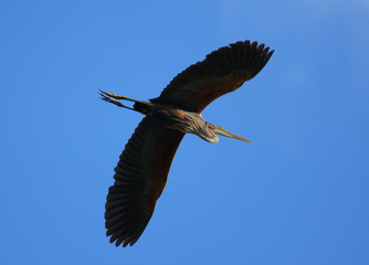 Red heron Ardea purpurea isolated on blue natural background