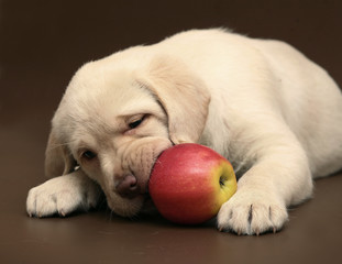 Puppy with an apple.