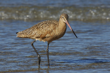sand piper