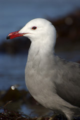 sea gull