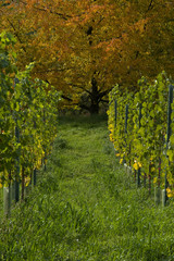 Weinberg und Ahornbaum im Herbst