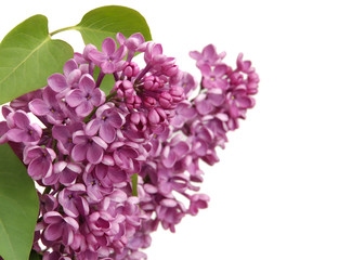 Fototapeta premium Flowers of a lilac