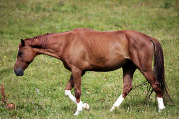 Il cavallo tra i prati a Sauris