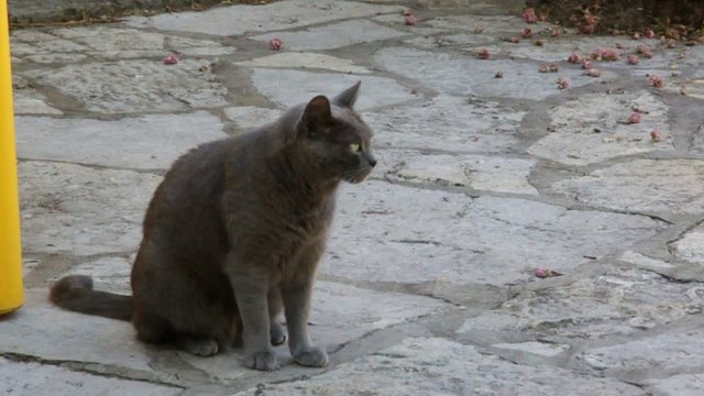 chartreux gris