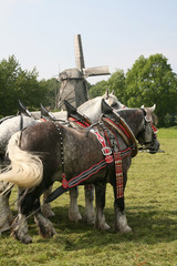 Kaltbl&uuml;ter-Gespann