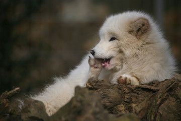 Obraz premium Polarfuchs