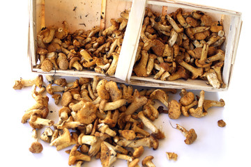 mushrooms