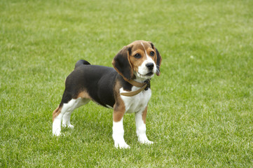 Beagle