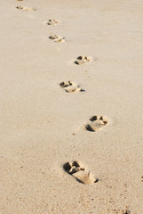 Traces on sand