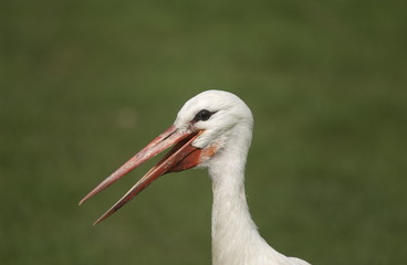 Weißstorch Portrait