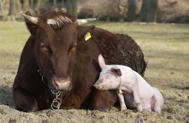 Tierfeundschaft zwischen einem Bullen und einem Schweinchen - 15912647