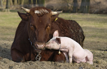 Tierfeundschaft zwischen einem Bullen und einem Schweinchen - 15912651