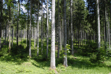 Tannenbäume im  Schwarzwald