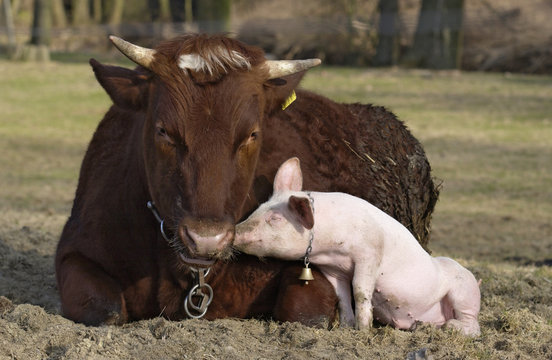 Tierfeundschaft zwischen einem Bullen und einem Schweinchen