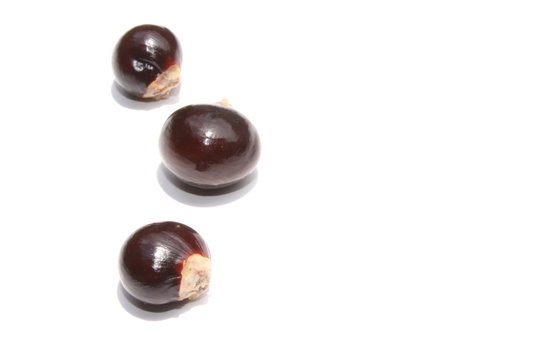 Black seed of longan fruit
