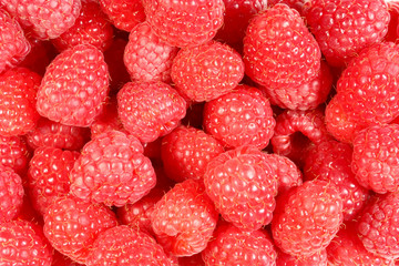 Fresh raspberries