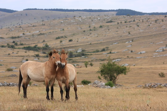 couple de chevaux de przewalski