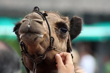 Papier Peint photo autocollant Chameau camello en zoo. mundo animal