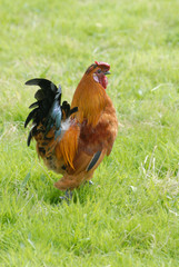 Cockerel