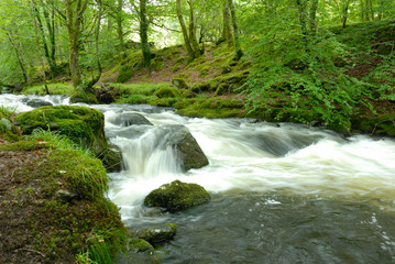 Obraz premium Forest stream