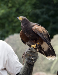 buteo bird
