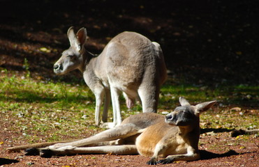 Kängurus in der Sonne